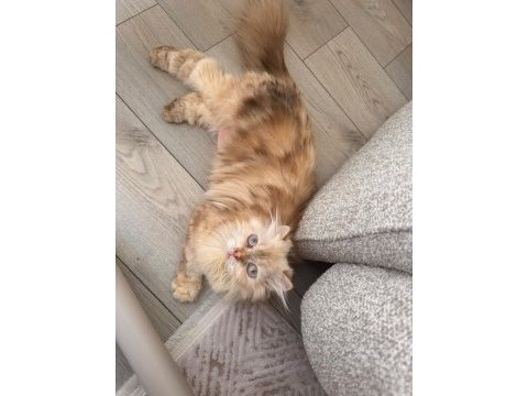Kırık kulak blue point longhair dişi kedimiz