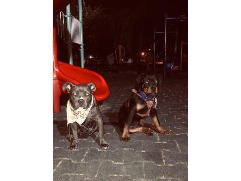 Rottweiller koruma köpeği