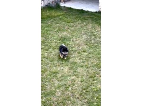 Pomeranian 8 aylık erkek