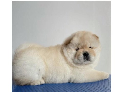 A kalite chow chow yavrular
