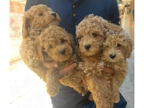 Maltipoo ve poodle yavrular