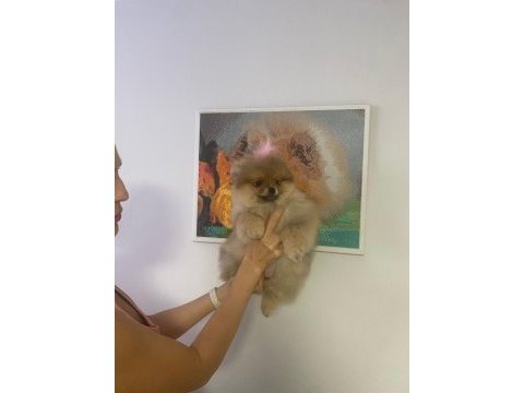 3 aylık yavru pomeranian boo