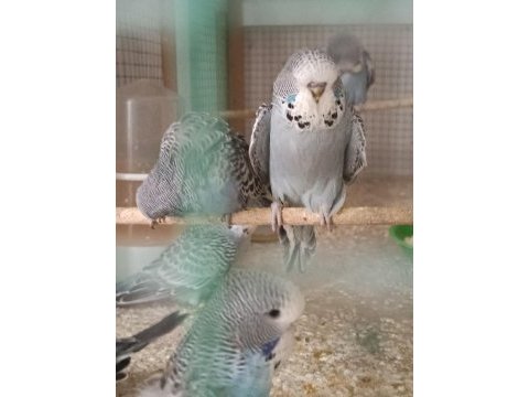Sahibinden show muhabbet kuşlar