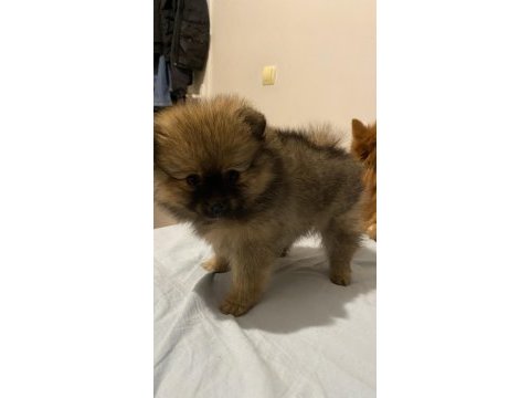Pomeranian ayı surat yavrularımız