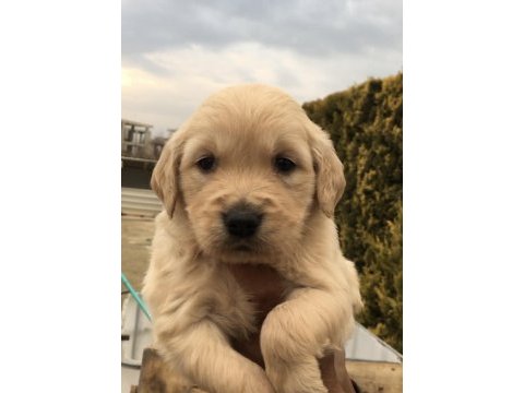 Bebek surat golden yavrularım