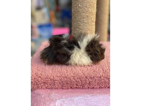 Guinea pig ler bebek