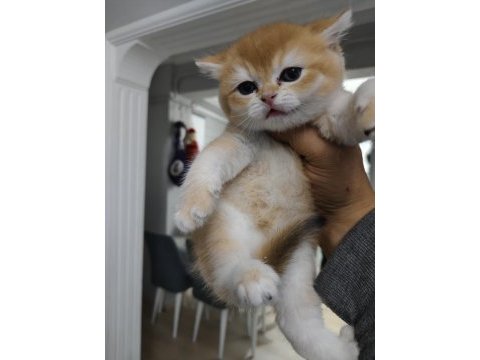 Erkek yavru kedimiz