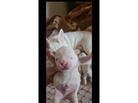 Maviş gözlü french bulldog bebekler