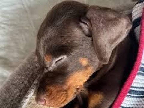 2 aylik sadik soldier doberman yavrularim