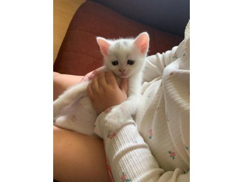 Uyguna verilecek british shorthair kediler