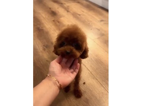 Kore teacup 15 aylık dişi 1400 gr 18 cm poodle