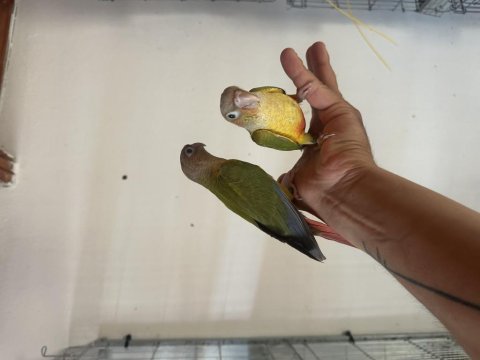 El besleme konur papağanı