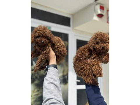 Petmode köpek çiftliğinden redbrown toy poodle