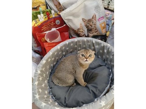 Scottish fold yavru