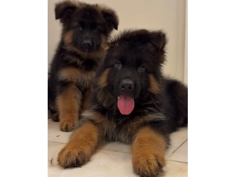 Iyisi değil en iyisi alman kurdu kapıda ödeme mevcuttur
