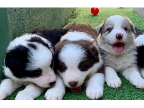Border collie yavruları