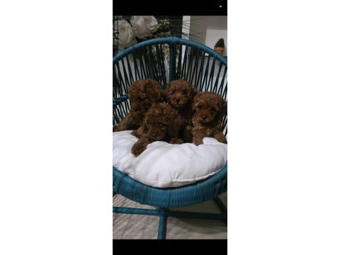 Kore babadan red toy poodle minnaklar