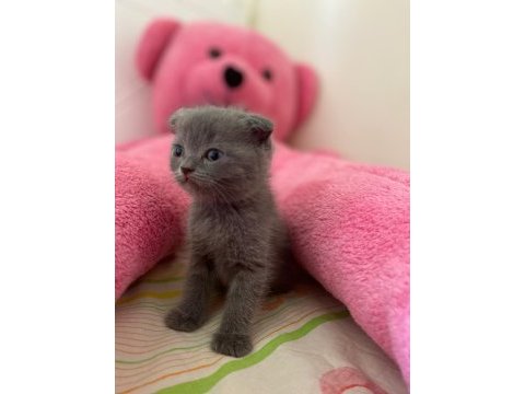 British shorthair ve scottish fold yavrularımız