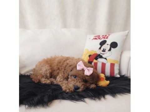Toy poodle dişi