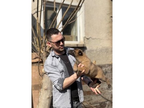 Irk sağlık garantili pirana gibi belçika kurtları