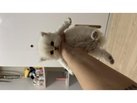 British shorthair yavrular (açıklamayı okuyun)