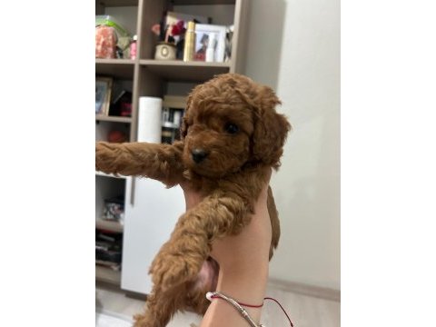 Toy poodle yavrularımız