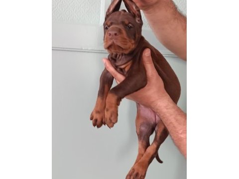 Üst düzeyde a şecere a kalite doberman