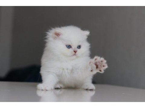 British longhair yavrularımız