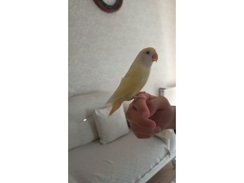 Sevda papağanı sark renkli