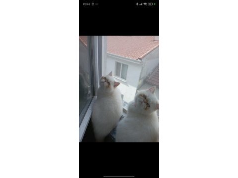7 aylık exotic shorthair dişi yavrular