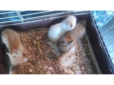 Cüce tavşan yavrusu