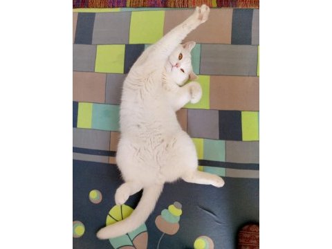 Acil sahiplendirme kedimiz