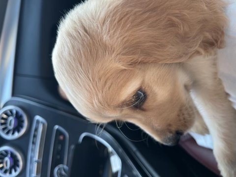 Golden retriever yavru acil sahiplendirme