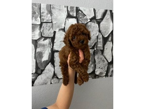 Red brown poodle yavrularım ev üretimi