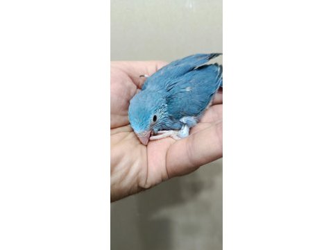 Dişi cep papaganı