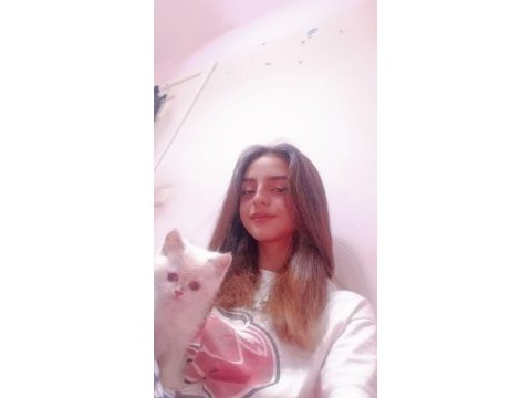 British longhair yavru kedimiz