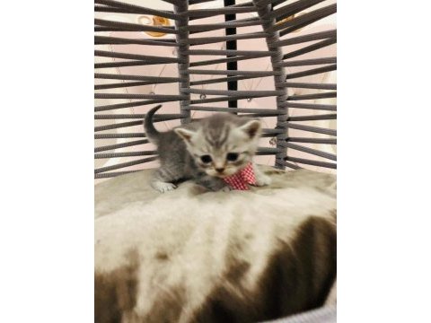 British shorthair yavru kediler yeni evlerini arıyorlar