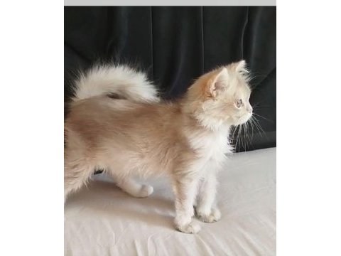British longhair ay11 erkek pet yada şecereli