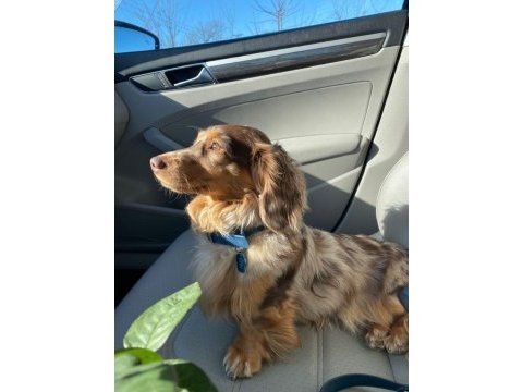 Longhair dachshund yavrular
