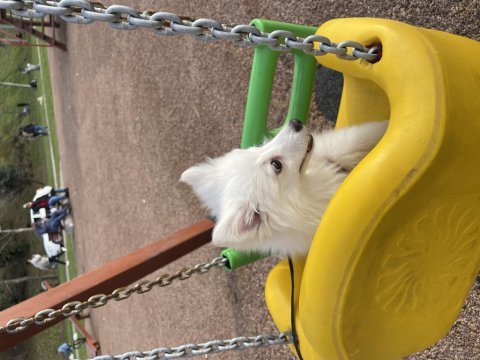 Pomeranian uslu spitz