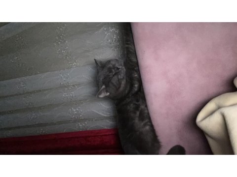 Sağlıklı ve çok uysal kedimiz kiko! açıklamayı okuyun