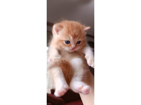 British shorthair ve longhair safkan yavrular
