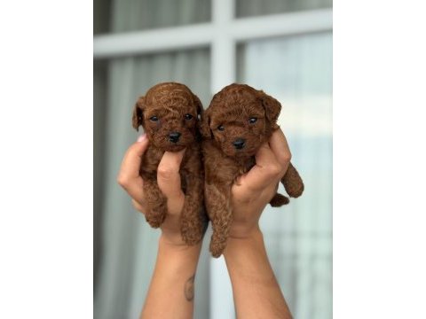 Orjinal teacup kore poodle bebekler 