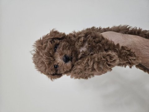 3 aylik toy poodle