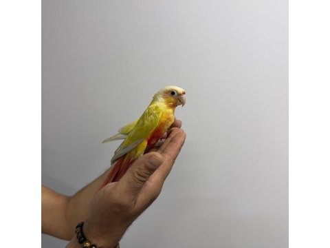 Suncheck yavru konur papağanları