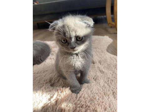 Scottish fold dişi ve erkek yavrular