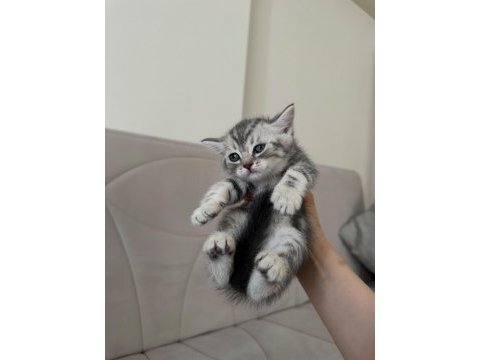 British shorthair yavrular