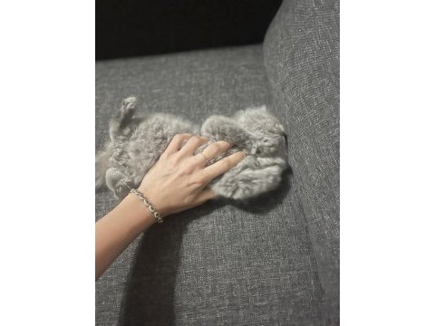 Safkan british longhair yavrumuza sevgi dolu yeni yuva