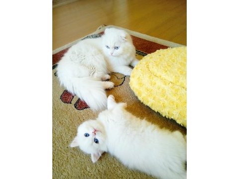 En güzel british longhair benim