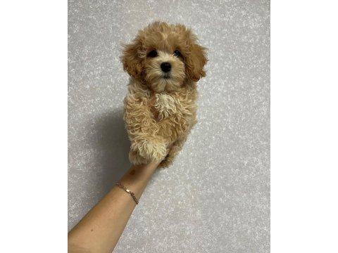 Dünya tatlısı maltipoo yavruları